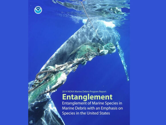 Entanglement of Marine Species in Marine Debris