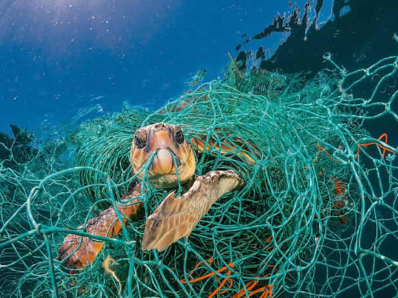 YEARS AFTER THE COP15 SUMMIT IN CANADA, INCREASING PLANTS AND ANIMALS SUFFERS MORE ENTANGLEMENT.