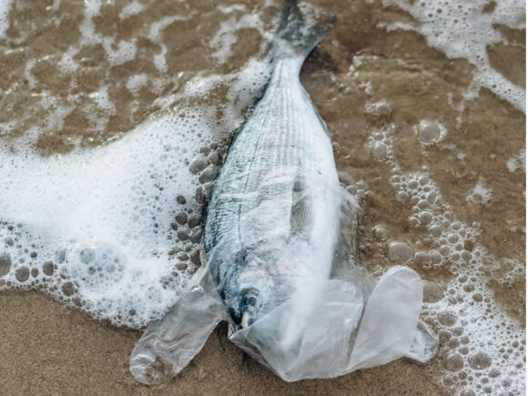 Notice of Annual General Meeting Of The Mirensen Nigeria